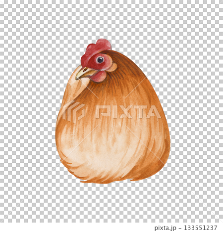 A sitting brown chicken on an isolated background. Watercolor illustration with birds in a poultry yard, made in natural colors for the decoration of farms and rural areas. Realistic chicken for 133551237