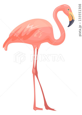 Pink flamingo. Exotic beach bird cartoon icon 133551308