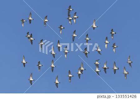 Flock of European golden plovers soaring over Arkemheenpolder in the Netherlands during a clear blue sky Flock of European golden plovers soaring over Arkemheenpolder in the Netherlands during a clear blue sky 133551426