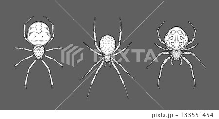 Hand-drawn spiders in detailed ink style on dark background, entomology concept. Hand-drawn spiders in detailed ink style on dark background, entomology concept. 133551454
