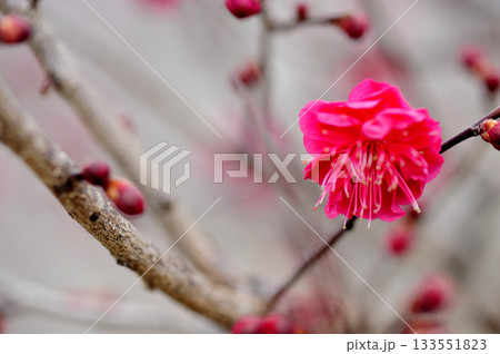 初春の梅 初春の梅 133551823
