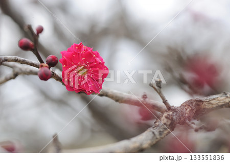 初春の梅 133551836