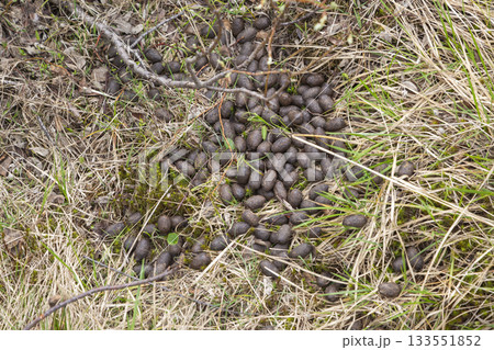 Moose droppings found in a grassy area of Norway during early spring Moose droppings found in a grassy area of Norway during early spring 133551852