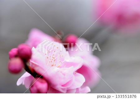 迎春　春の訪れ 133551876