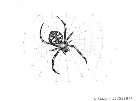 Vector illustration of the spider on the web. 133551974