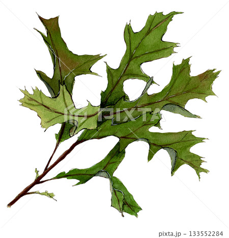 Green elegant brunch of oak leaves sketch by watercolor and line 133552284