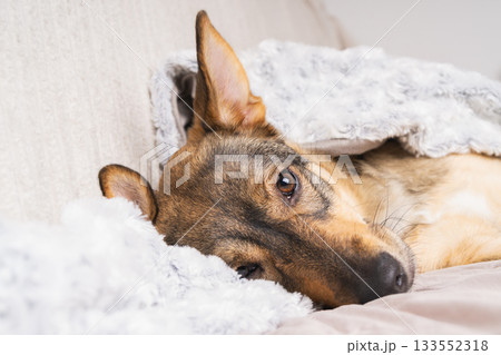 Cozy dog resting under a soft blanket at home during winter months 133552318