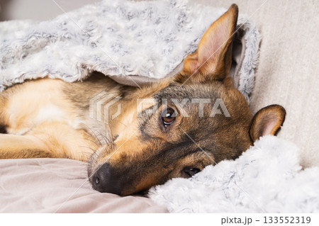 Cozy pet resting under a warm blanket on a winter day in a comfortable home setting 133552319