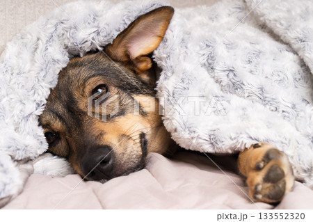 Cozy dog wrapped in a soft blanket enjoys warmth during winter indoors Cozy dog wrapped in a soft blanket enjoys warmth during winter indoors 133552320