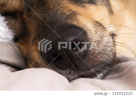 Peaceful dog sleeping comfortably on plaid blanket during cold winter afternoon 133552322