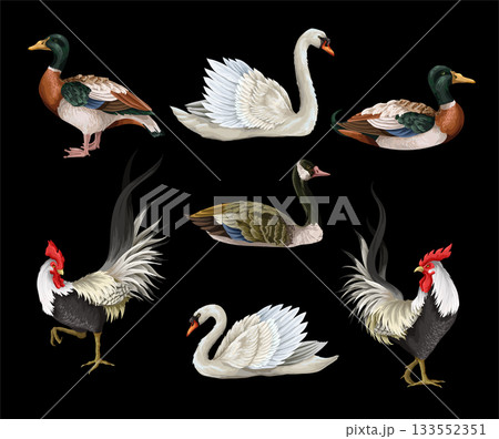 Roosters, swan and duck isolated. Vector. 133552351
