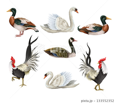Roosters, swan and duck isolated. Vector. 133552352