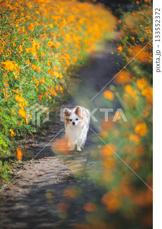 パピチワとキバナコスモス 133552372