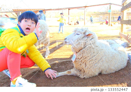 羊と触れ合う男の子 133552447