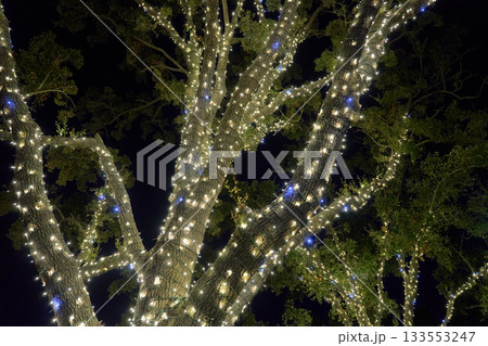 Curving branches packed with LEDs form a bright canopy overhead. The seasonal display glows warmly in the dark evening sky. 133553247