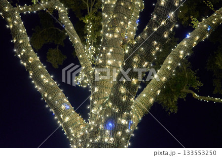 A tall tree trunk and branches are wrapped in warm white fairy lights against a dark night sky. The glowing holiday lights create a sparkling festive atmosphere outdoors. A tall tree trunk and branches are wrapped in warm white fairy lights against a dark night sky. The glowing holiday lights create a sparkling festive atmosphere outdoors. 133553250