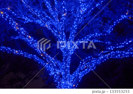 Blue Christmas lights wrap tightly around the trunk and branches of a tall tree at night. The bright glowing lights create a magical winter holiday scene. Blue Christmas lights wrap tightly around the trunk and branches of a tall tree at night. The bright glowing lights create a magical winter holiday scene. 133553255