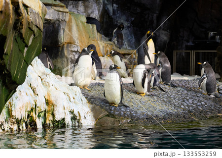 Gentoo penguins stand on a rocky shore beside calm water. Dark cave walls and icy ledges frame the colony. 133553259