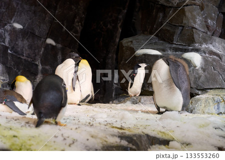 Penguins gather on snowy rocks inside a cold habitat. A chinstrap stands near a fluffy king chick while others rest and preen. Penguins gather on snowy rocks inside a cold habitat. A chinstrap stands near a fluffy king chick while others rest and preen. 133553260