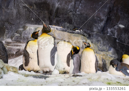 A king penguin stands in the foreground while another penguin rests nearby. Snow, ice, and rock create a crisp polar setting. 133553261