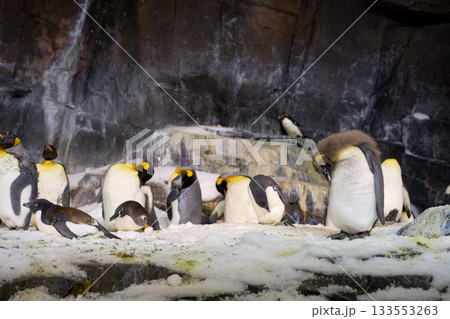 A group of penguins gathers on snowy rocks inside a cold habitat. A fluffy chick stands in the foreground while adults rest and preen. 133553263