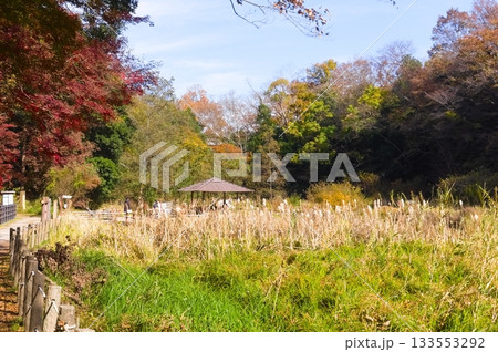 千葉県市川市動植物園周辺2025年11月 133553292