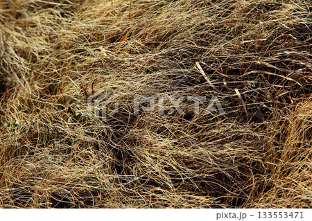 grass grass 133553471