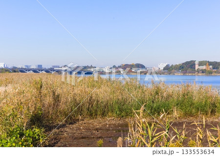 千葉県柏市手賀沼周辺2025年11月 133553634