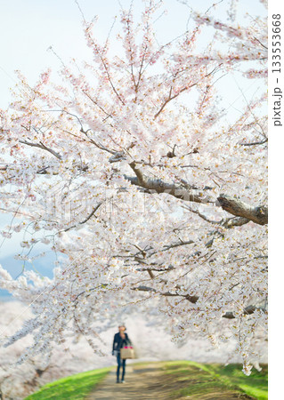 五稜郭公園の桜 133553668