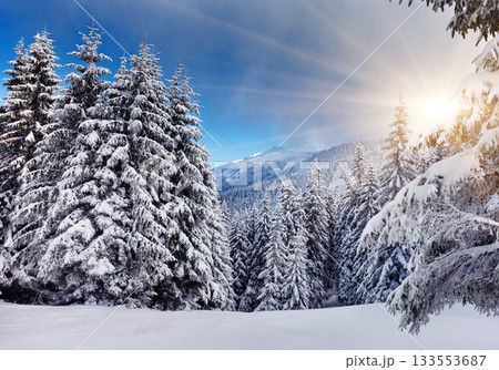 Winter Winter 133553687