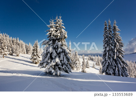 Winter Winter 133553689