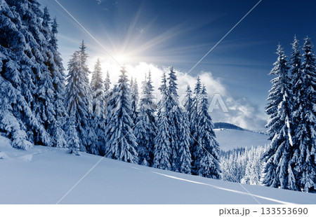 Winter Winter 133553690