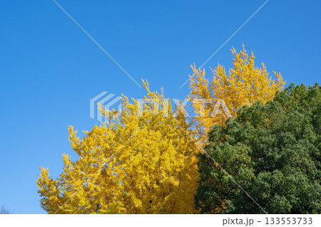 青空に映える綺麗に色づく秋の紅葉 133553733