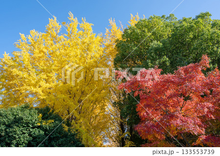 青空に映える綺麗に色づく秋の紅葉 133553739
