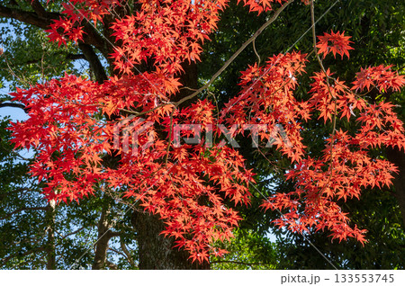 綺麗に色づく秋の紅葉 133553745