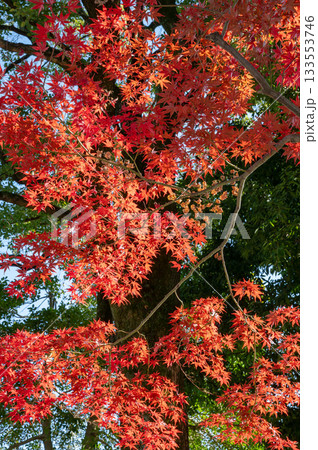 綺麗に色づく秋の紅葉 133553746