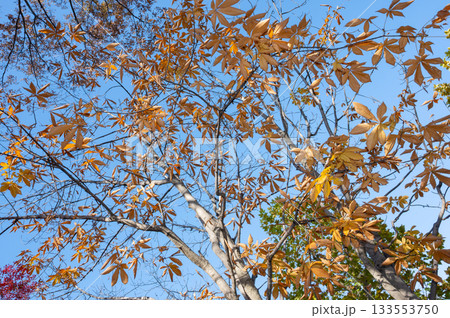 綺麗に色づく秋の紅葉 綺麗に色づく秋の紅葉 133553750