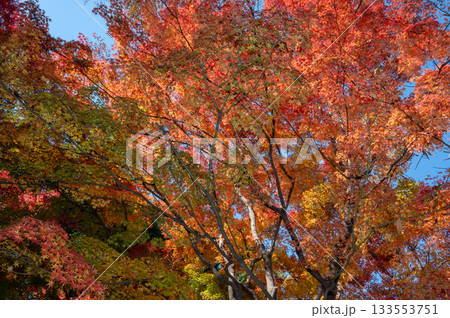 綺麗に色づく秋の紅葉 133553751
