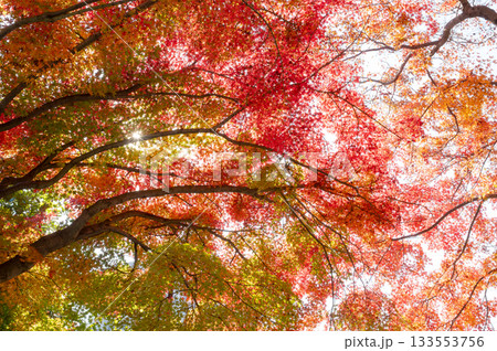綺麗に色づく秋の紅葉 綺麗に色づく秋の紅葉 133553756