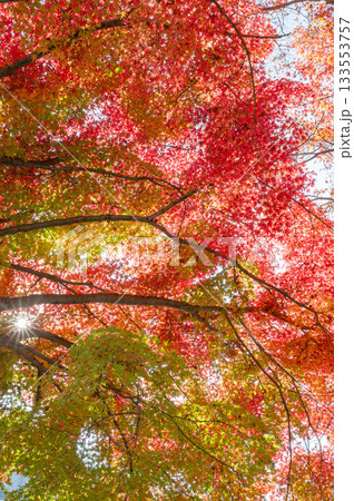 綺麗に色づく秋の紅葉 133553757