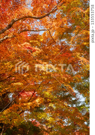 綺麗に色づく秋の紅葉 133553758