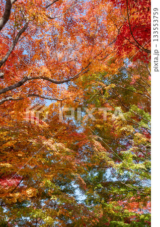 綺麗に色づく秋の紅葉 133553759