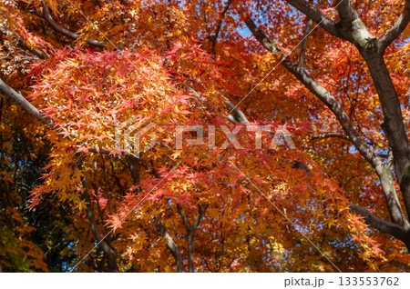 綺麗に色づく秋の紅葉 綺麗に色づく秋の紅葉 133553762