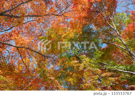 綺麗に色づく秋の紅葉 133553767