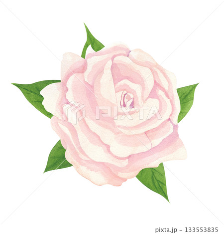 A beautifully painted beige rose in watercolor style, featuring soft petals, realistic leaves, and a delicate unopened rosebud. 133553835