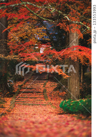 龍穏寺 紅葉落葉の絨毯 龍穏寺 紅葉落葉の絨毯 133553993