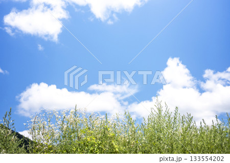 高原の夏草と青空　(大山鏡ヶ成） 133554202