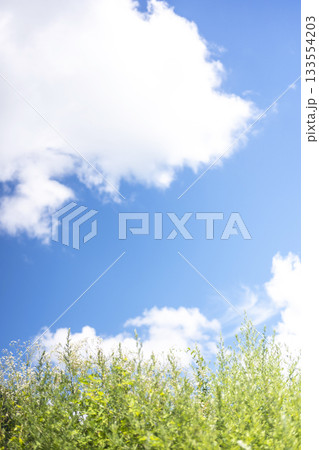 高原の夏草と青空　(大山鏡ヶ成） 133554203