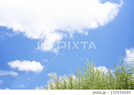 高原の夏草と青空 (大山鏡ヶ成) 高原の夏草と青空 (大山鏡ヶ成) 133554205