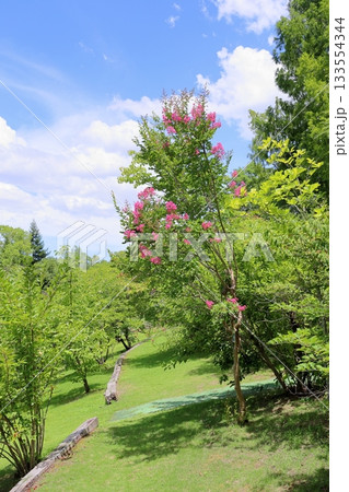 鮮やか 百日紅の花 鮮やか 百日紅の花 133554344
